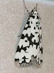 Heortia