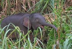Elephas maximus borneensis