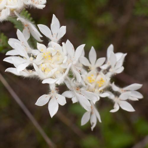 Lachnaea eriocephala