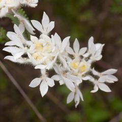 Lachnaea eriocephala