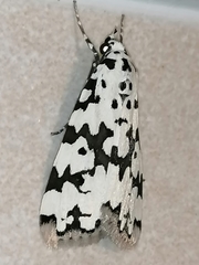 Heortia
