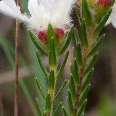 Lachnaea eriocephala