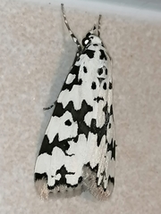 Heortia