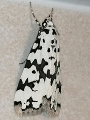 Heortia