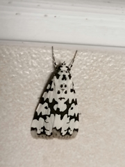 Heortia