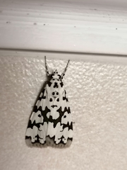 Heortia