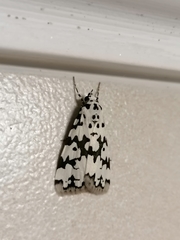 Heortia