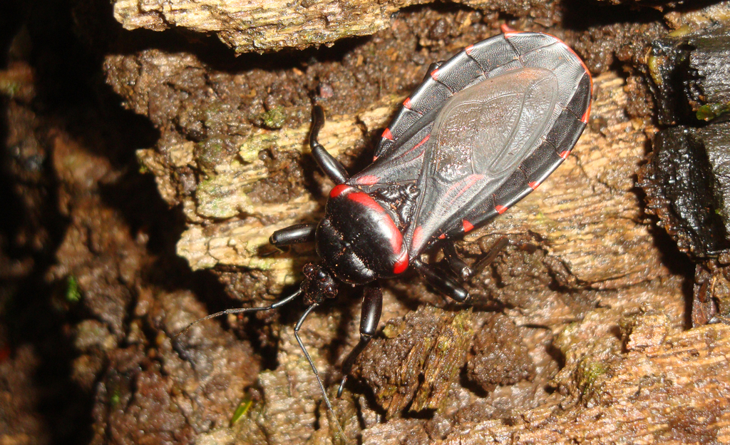 Brontostoma colossus