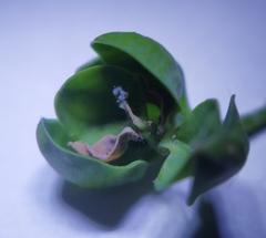 Psylla buxi