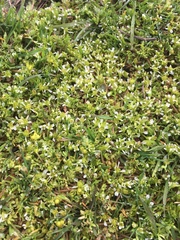 Limnanthes macounii