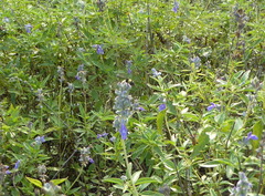 Bombus pensylvanicus