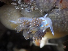 Eudistoma ritteri