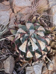 Aloe peglerae