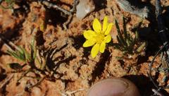 Rhynchopsidium pumilum