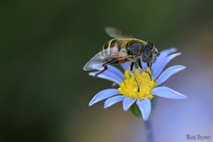 Eristalinus modestus