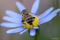 Eristalinus modestus