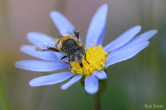 Eristalinus modestus