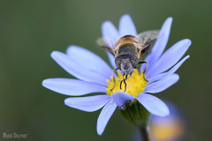 Eristalinus modestus