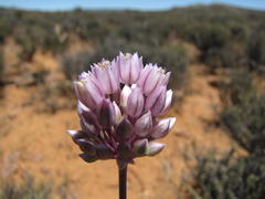 Allium dregeanum