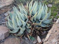 Aloe peglerae