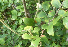 Oncopeltus fasciatus