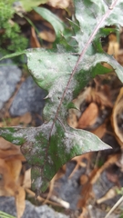 Podosphaera erigerontis-canadensis