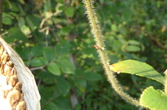 Oncopeltus fasciatus