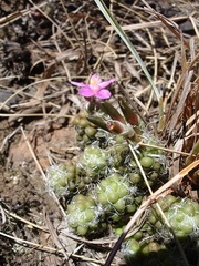 Anacampseros decapitata