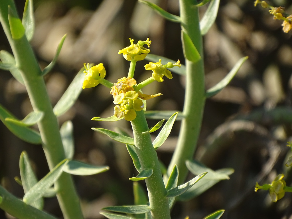Yellow milkbush