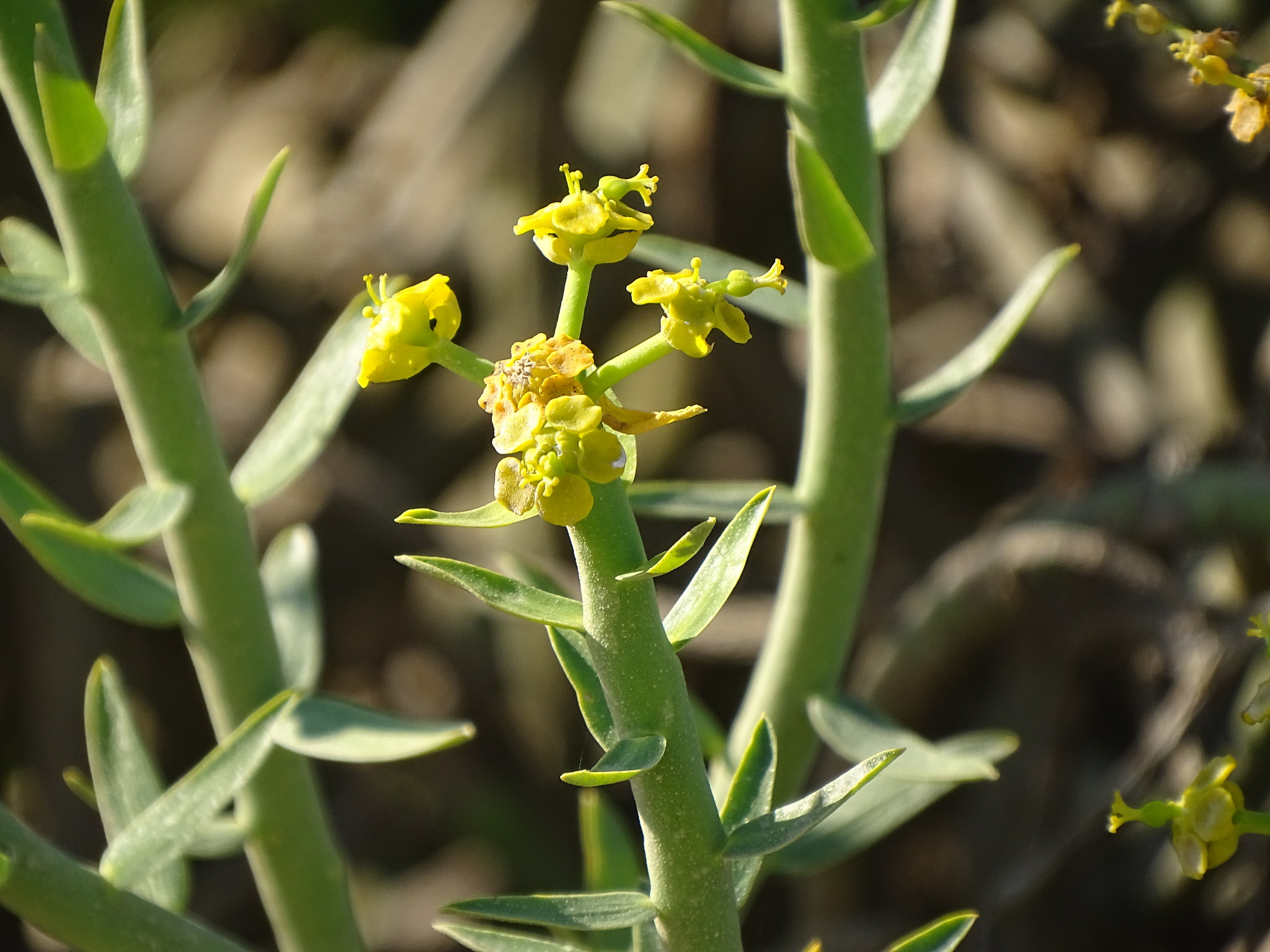 Euphorbia mauritanica