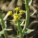 Yellow Milkbush - Photo (c) Shaun Swanepoel, some rights reserved (CC BY-NC-SA), uploaded by Shaun Swanepoel