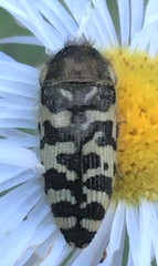 Acmaeodera decipiens