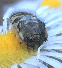 Acmaeodera decipiens