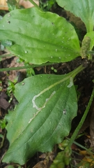 Phytomyza griffithsi