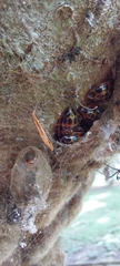 Corynomalus dentatus