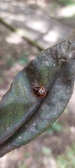 Corynomalus dentatus