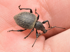 Otiorhynchus pseudonothus