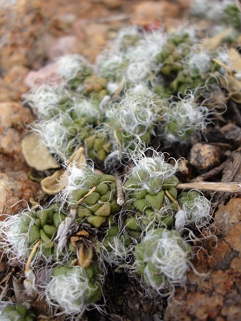 Anacampseros decapitata