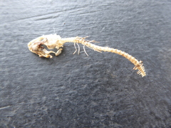 Hemidactylus turcicus