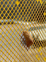 Lepidoptera