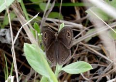 Ypthima impura paupera