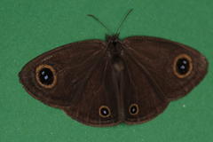 Ypthima impura paupera