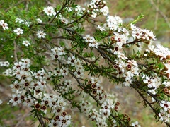 Kunzea ericoides