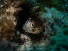 Emblemaria pandionis