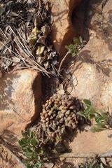 Anacampseros subnuda