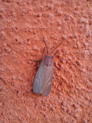 Pygarctia pterygostigma