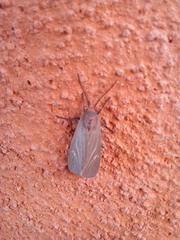 Pygarctia pterygostigma