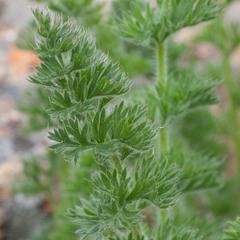 Pelargonium rapaceum
