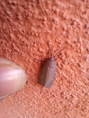 Pygarctia pterygostigma