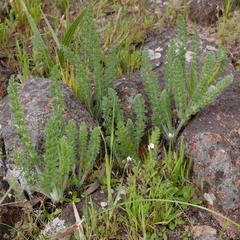 Pelargonium rapaceum